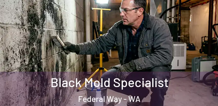  Black Mold Specialist Federal Way - WA