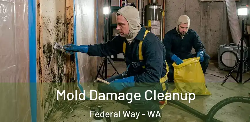  Mold Damage Cleanup Federal Way - WA
