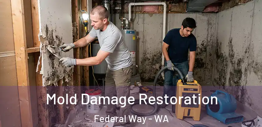  Mold Damage Restoration Federal Way - WA