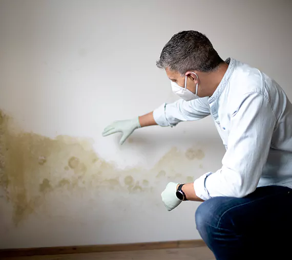 Mold Removal Service in Federal Way, WA